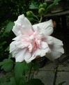200806280912000.jpg